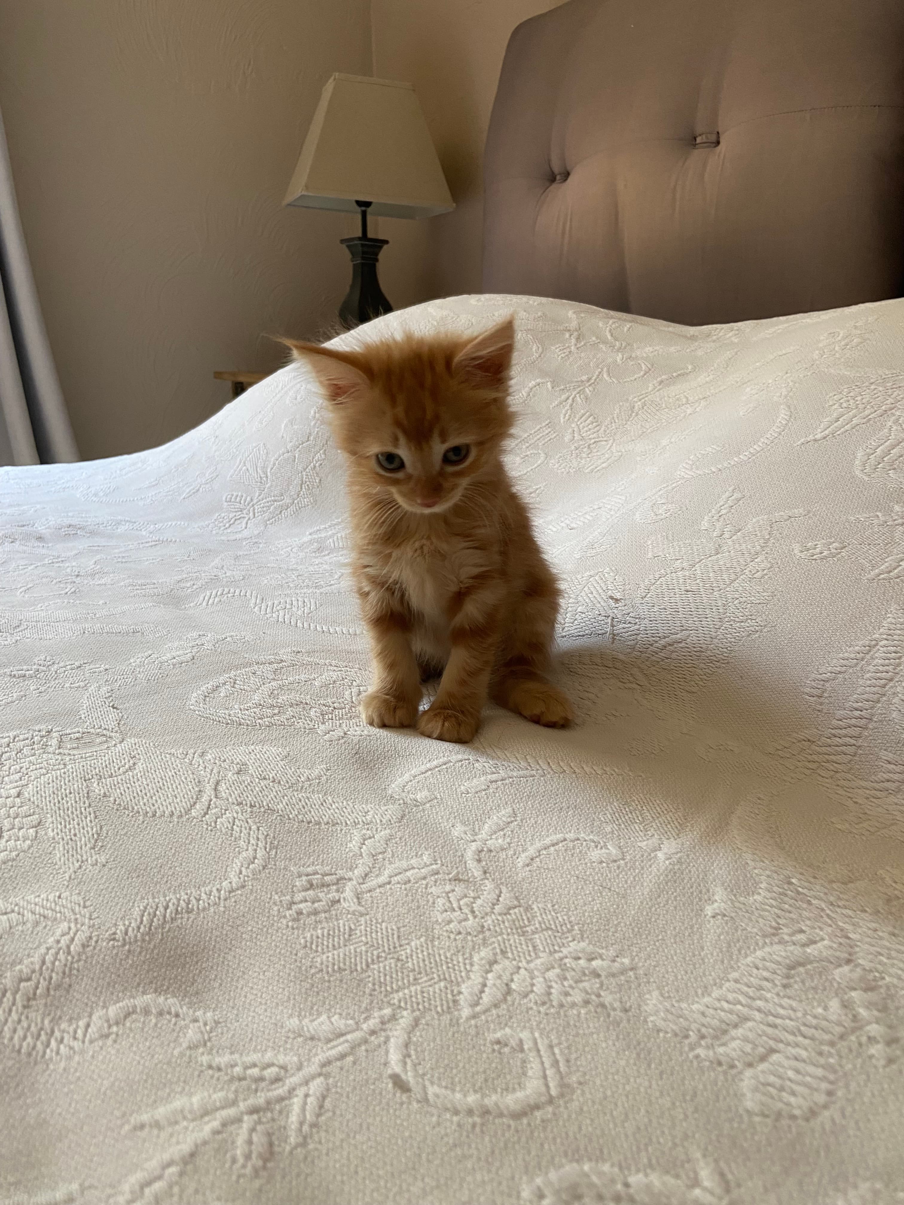 Photo de Chaton roux