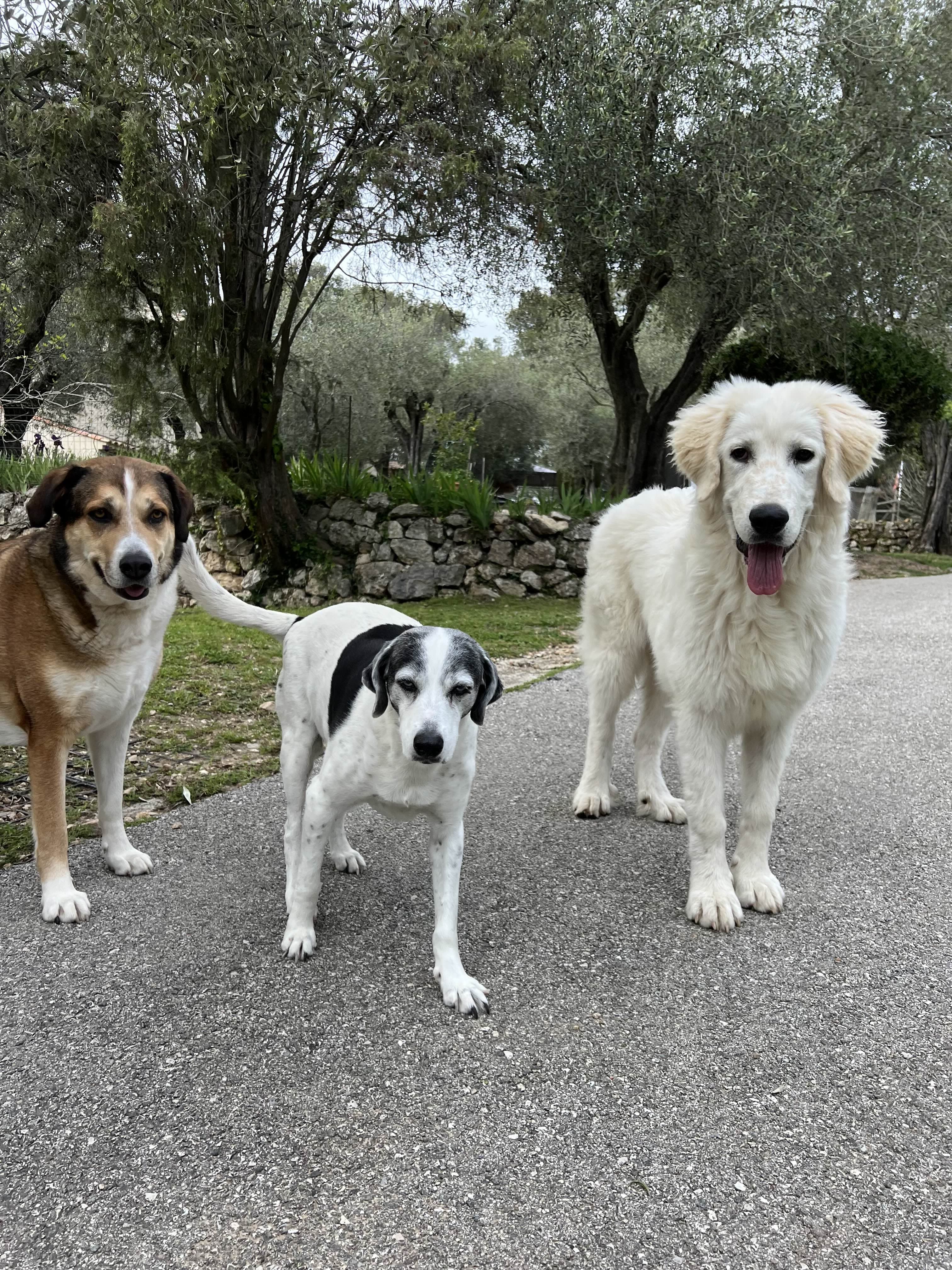 Photo de nos compagnons