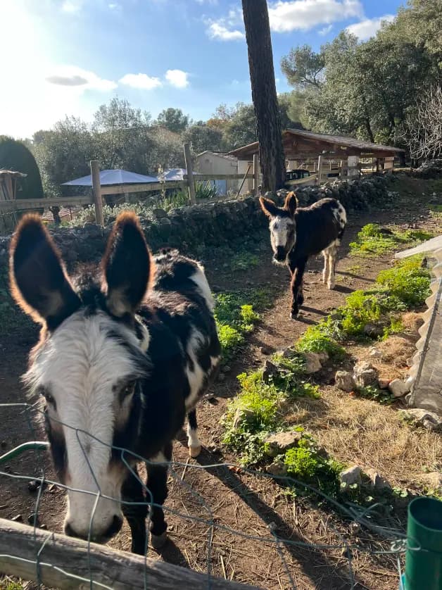 Photo de nos compagnons