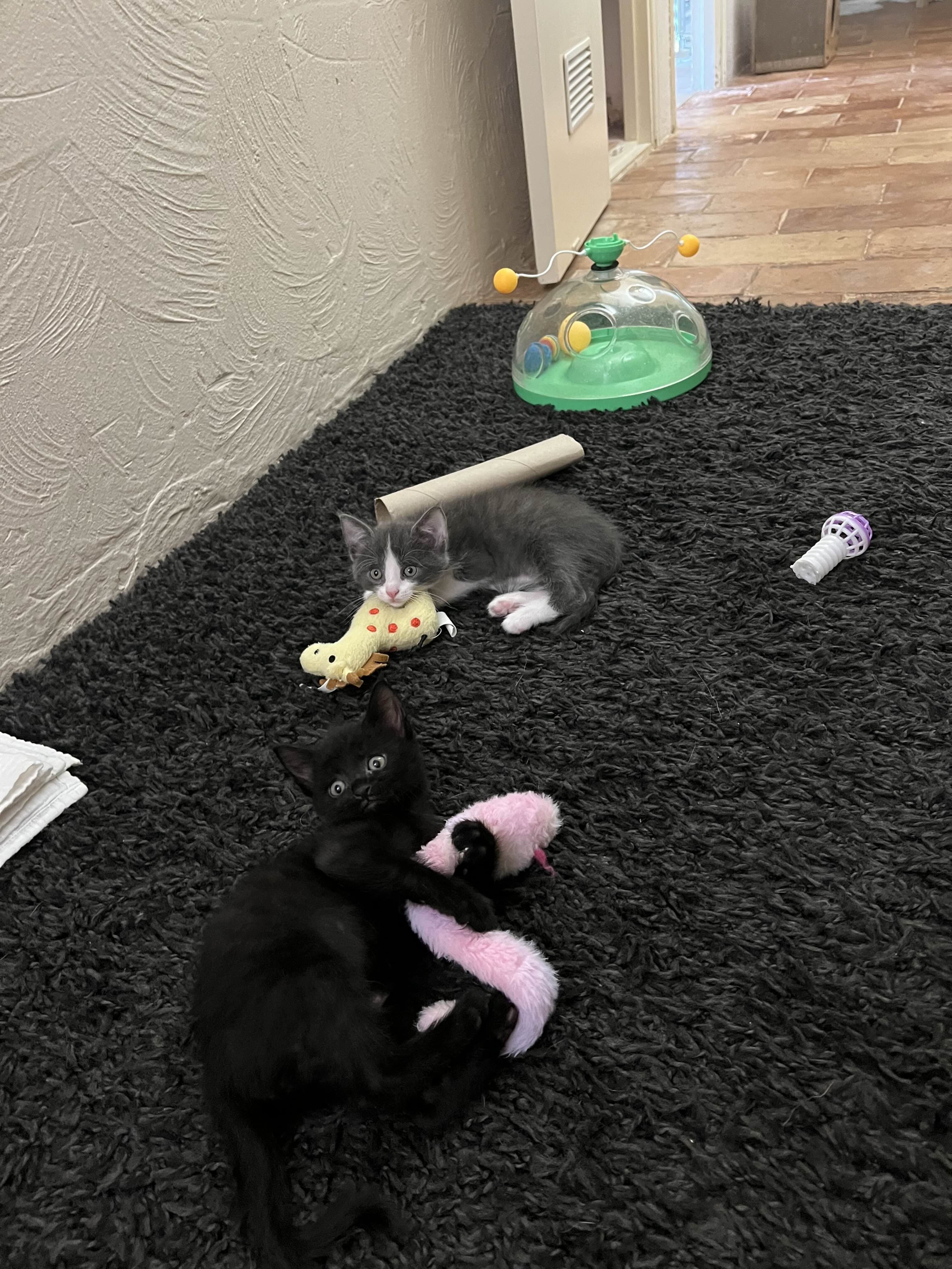 Photo de nos compagnons