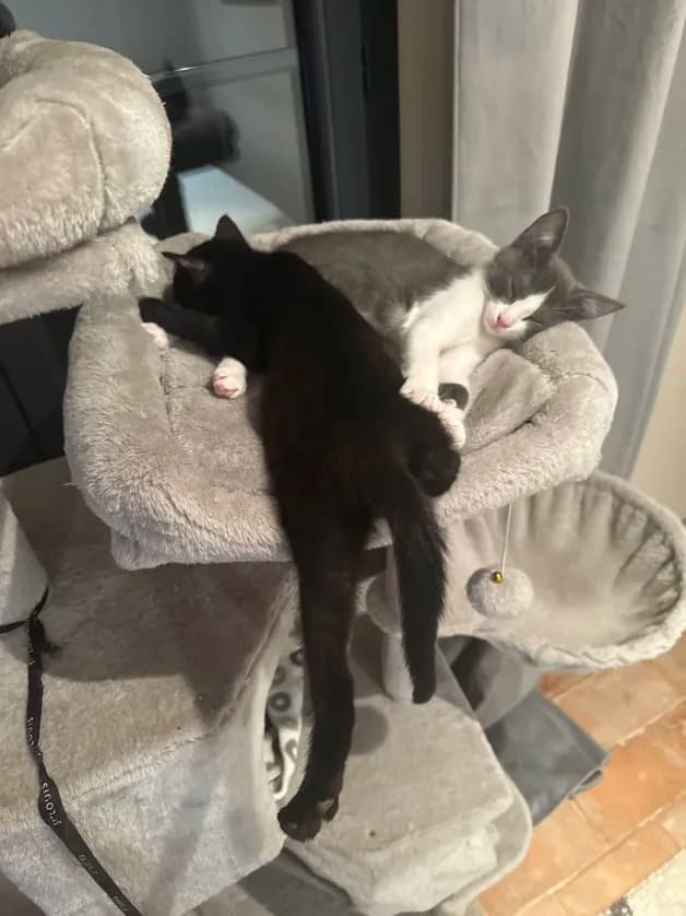 Photo de nos compagnons