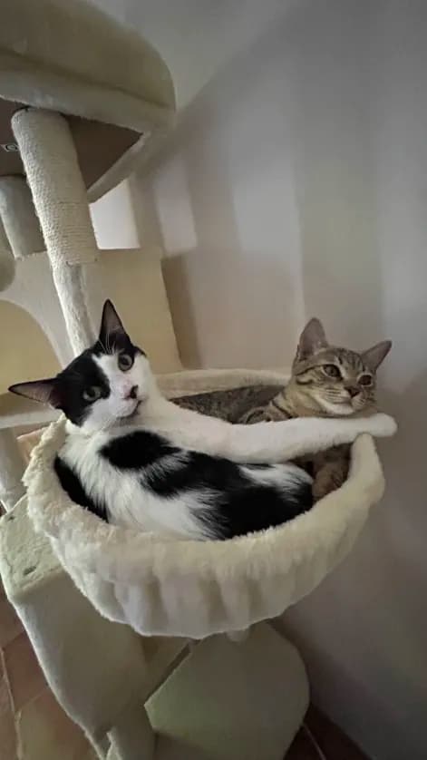 Photo de nos compagnons