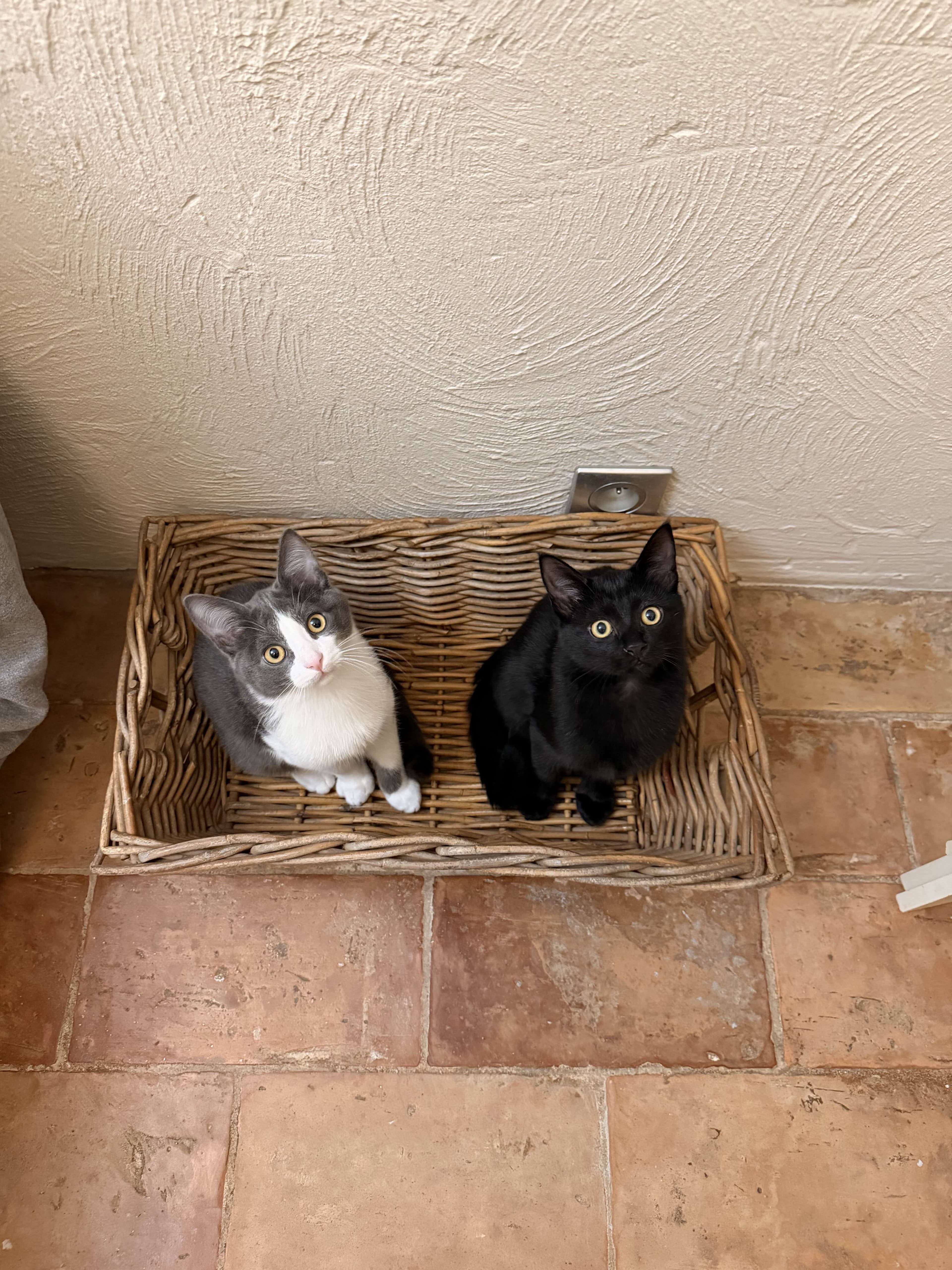 Photo de nos compagnons