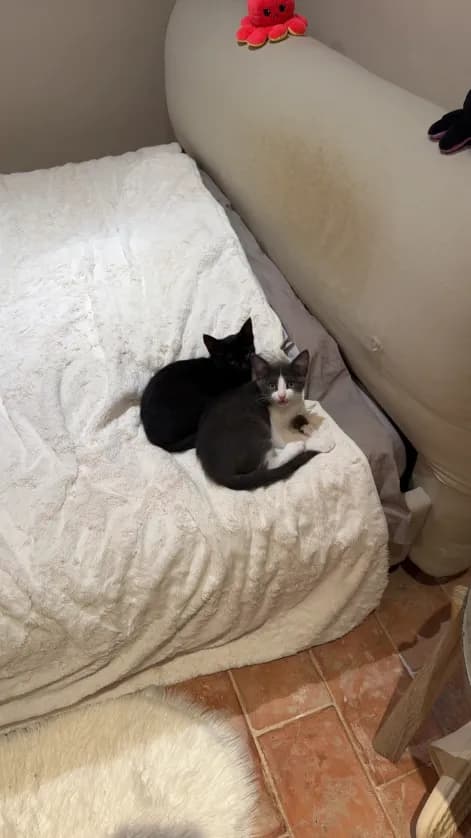 Photo de nos compagnons