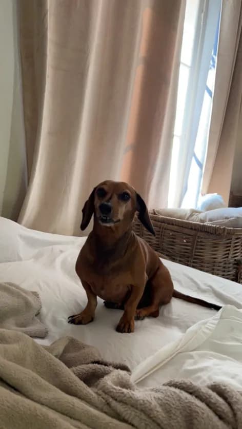 Photo de nos compagnons