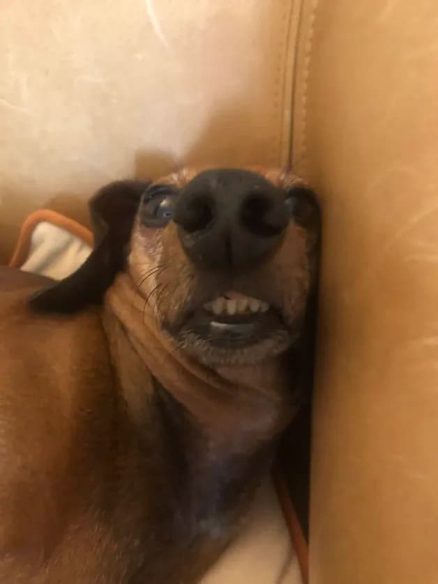 Photo de nos compagnons