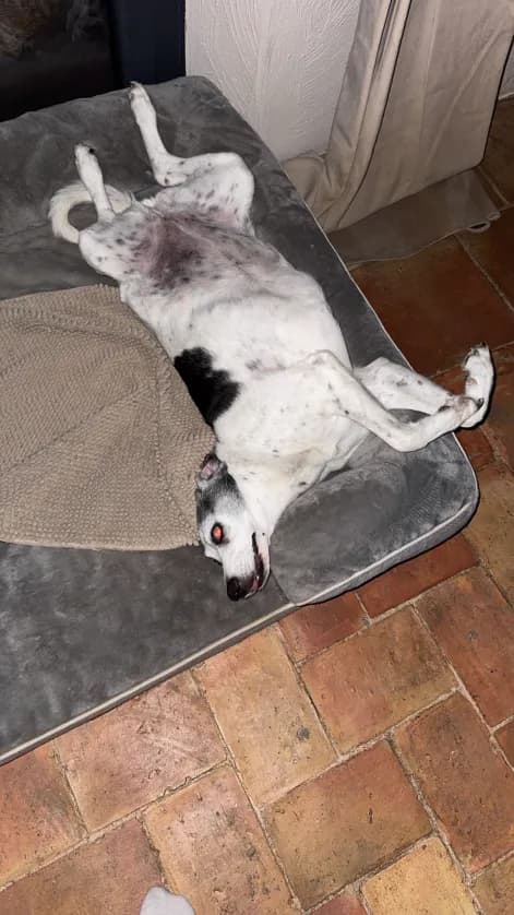 Photo de nos compagnons