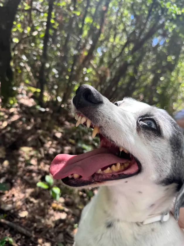 Photo de nos compagnons