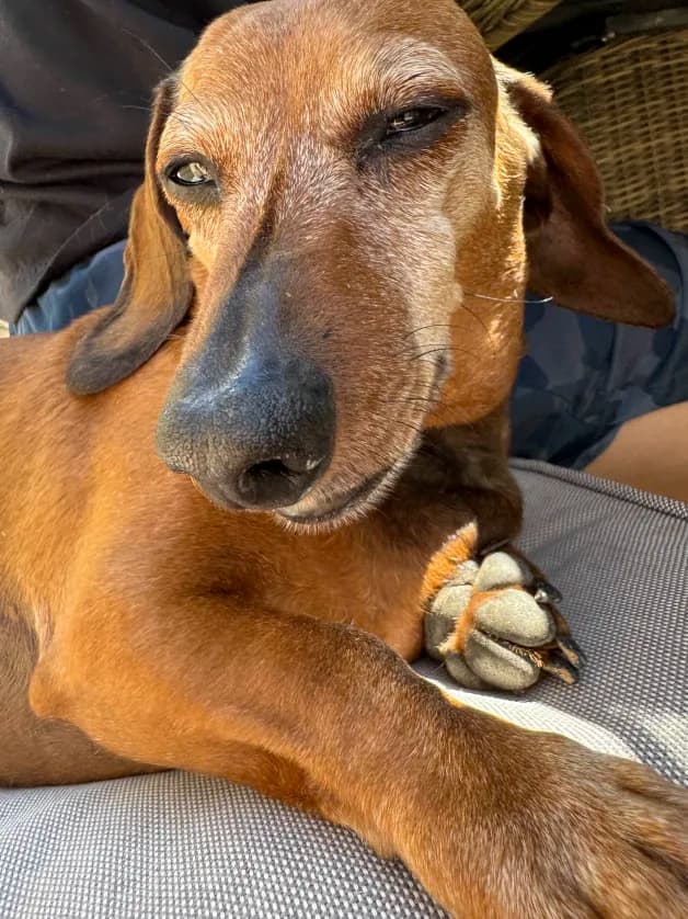 Photo de nos compagnons