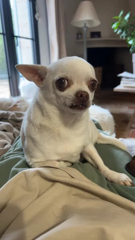 Photo de nos compagnons