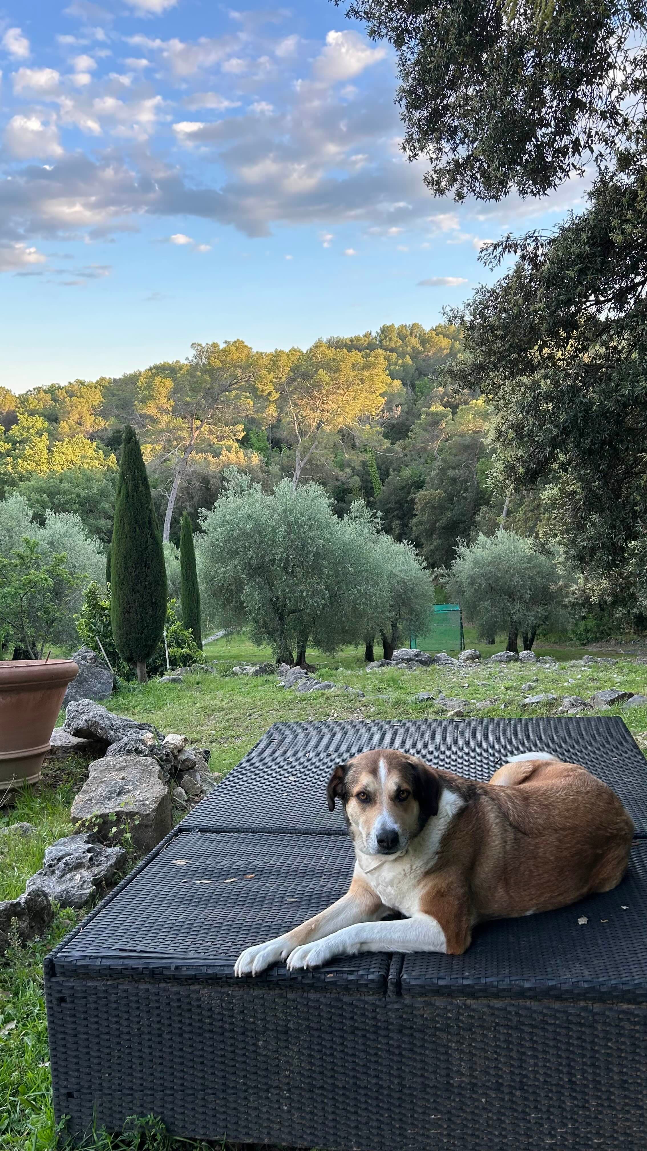 Photo de nos compagnons