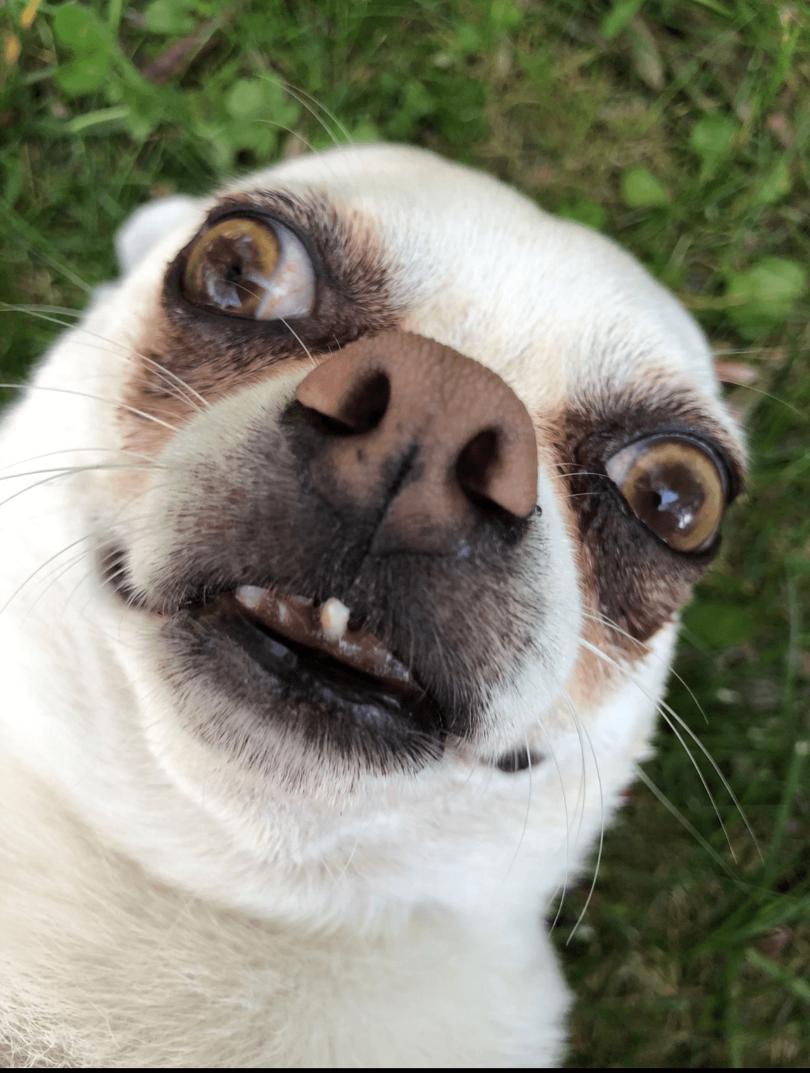 Photo de nos compagnons