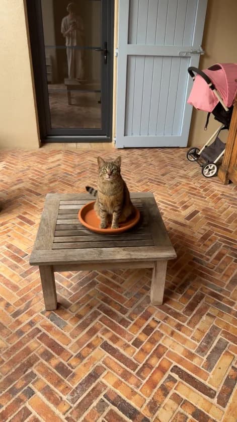 Photo de nos compagnons