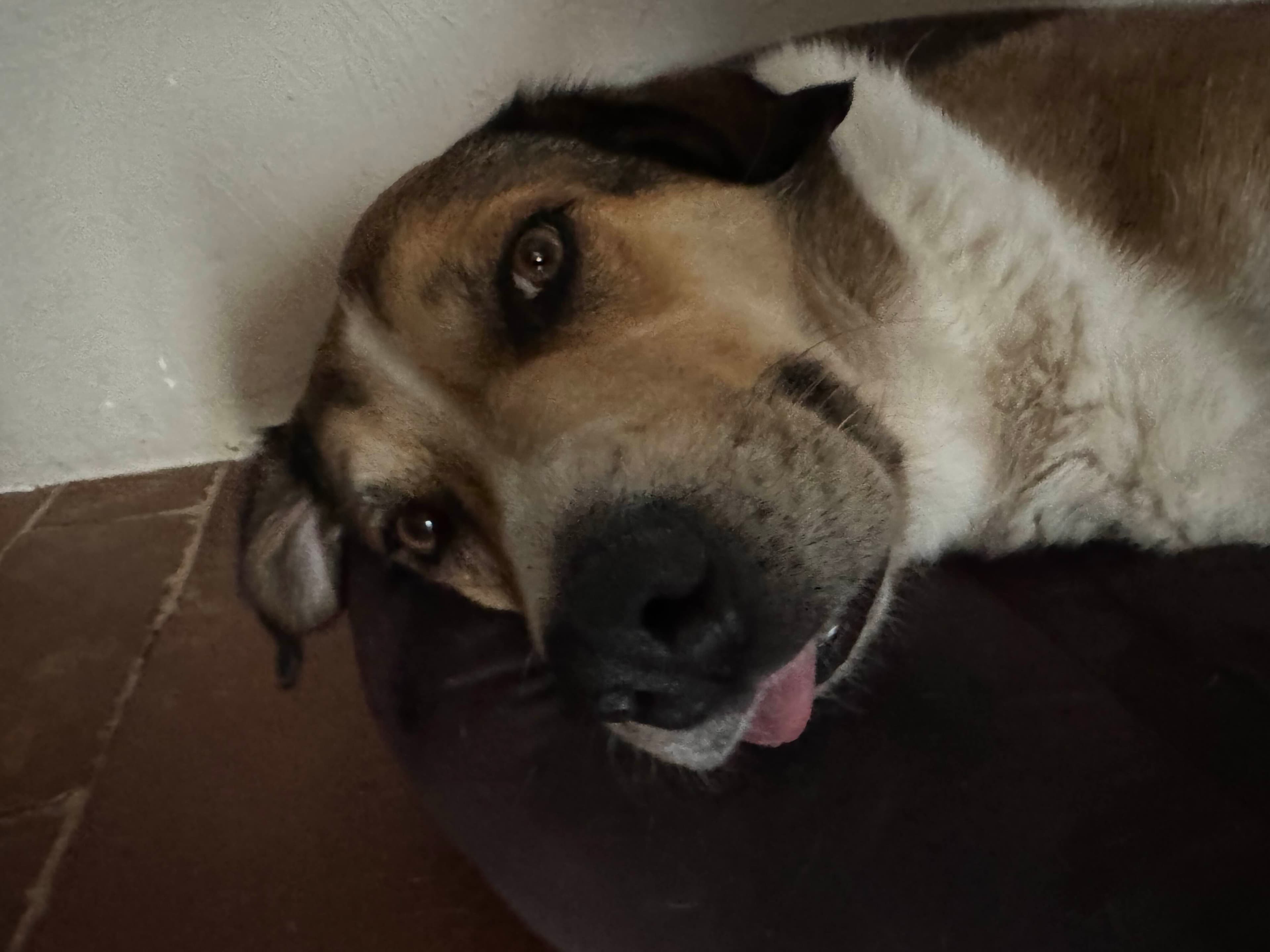 Photo de nos compagnons