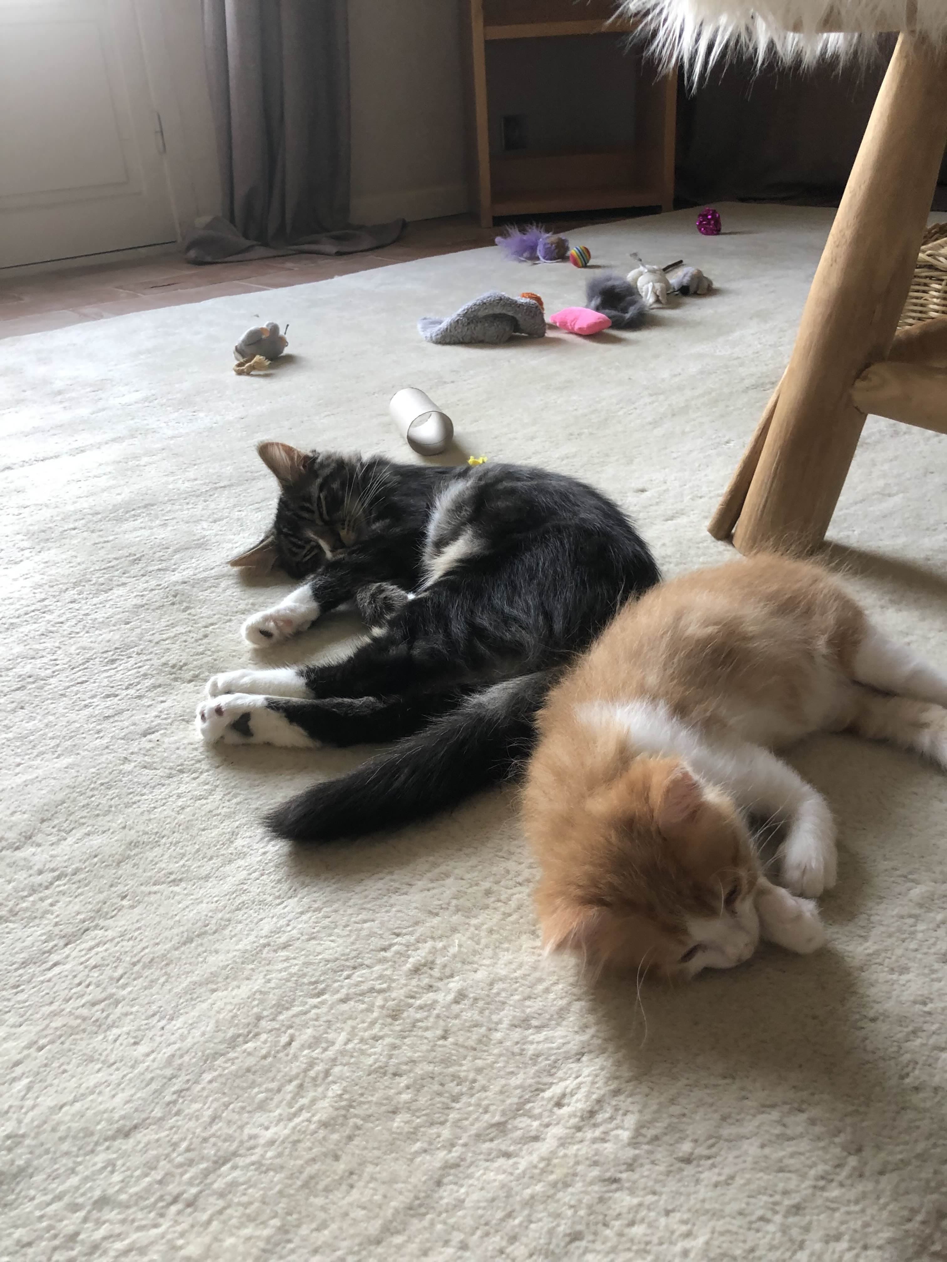 Photo de nos compagnons