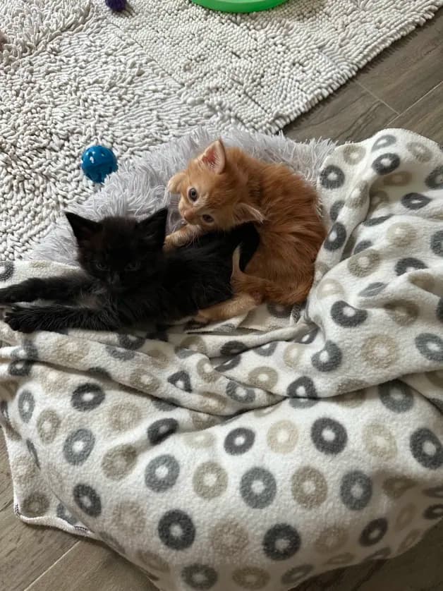 Photo de nos compagnons