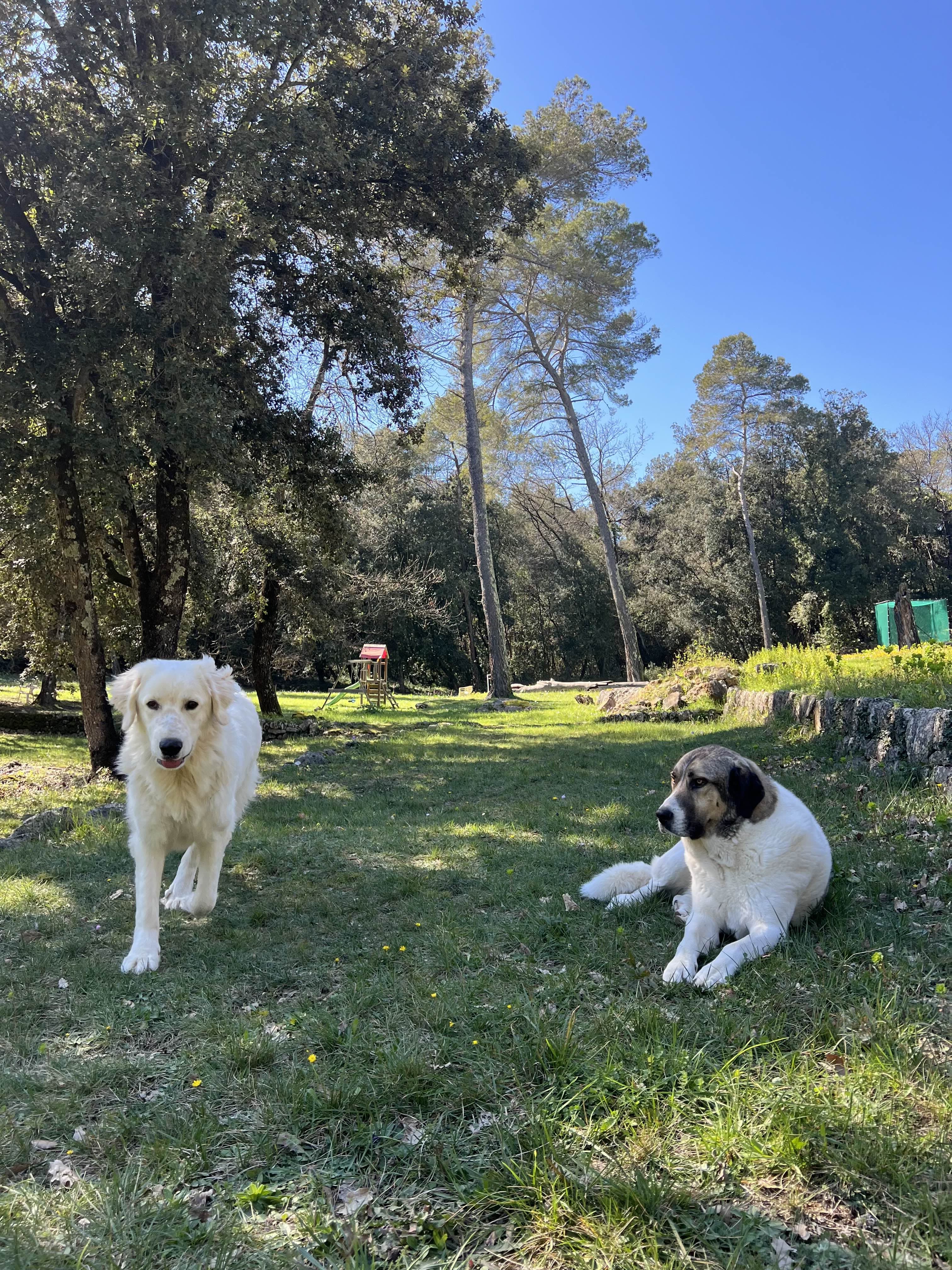 Photo de nos compagnons