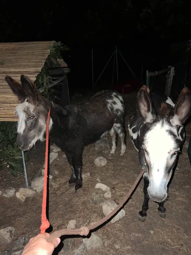 Photo de nos compagnons