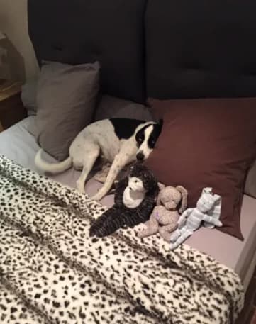 Photo de nos compagnons