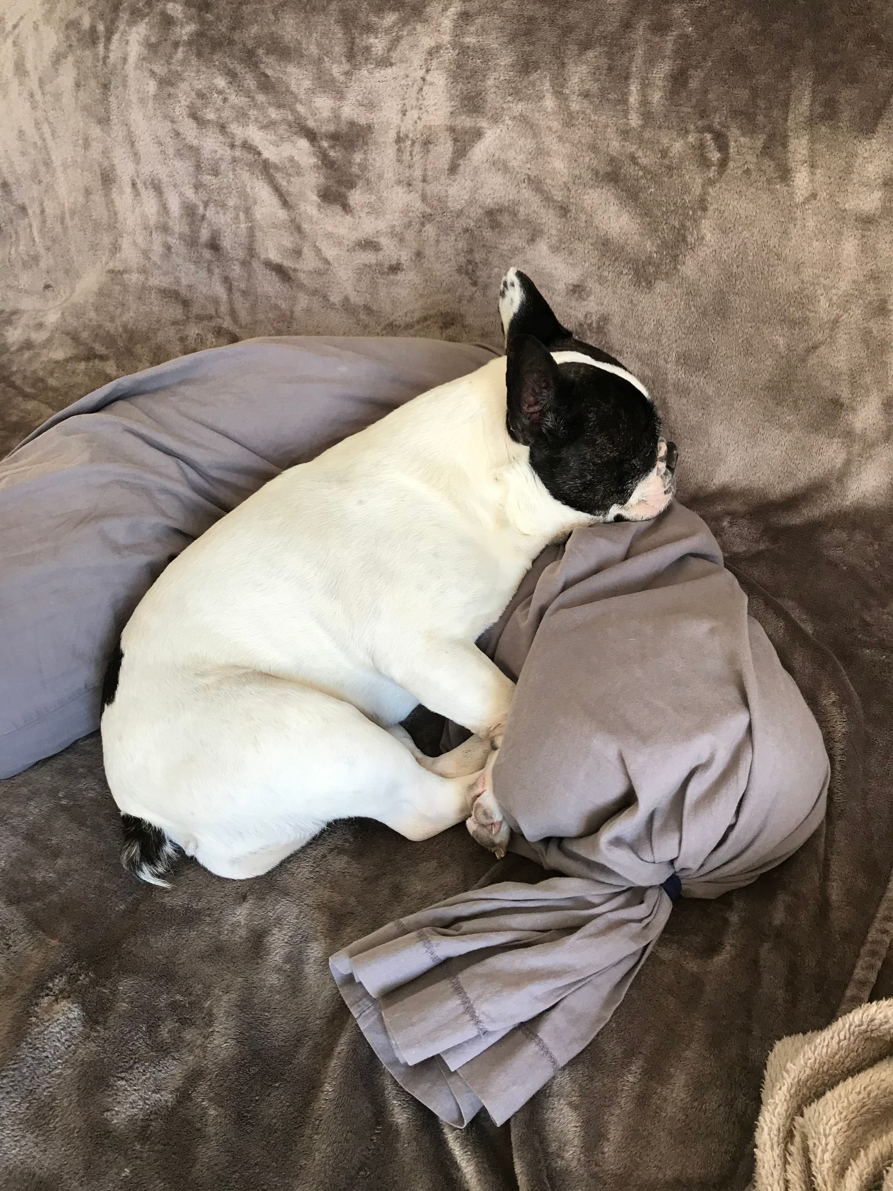 Photo de nos compagnons