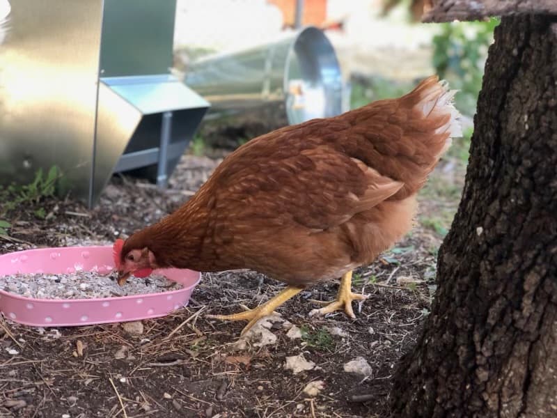 Photo de nos compagnons