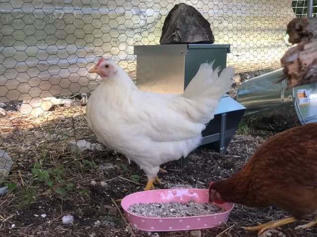 Photo de nos compagnons