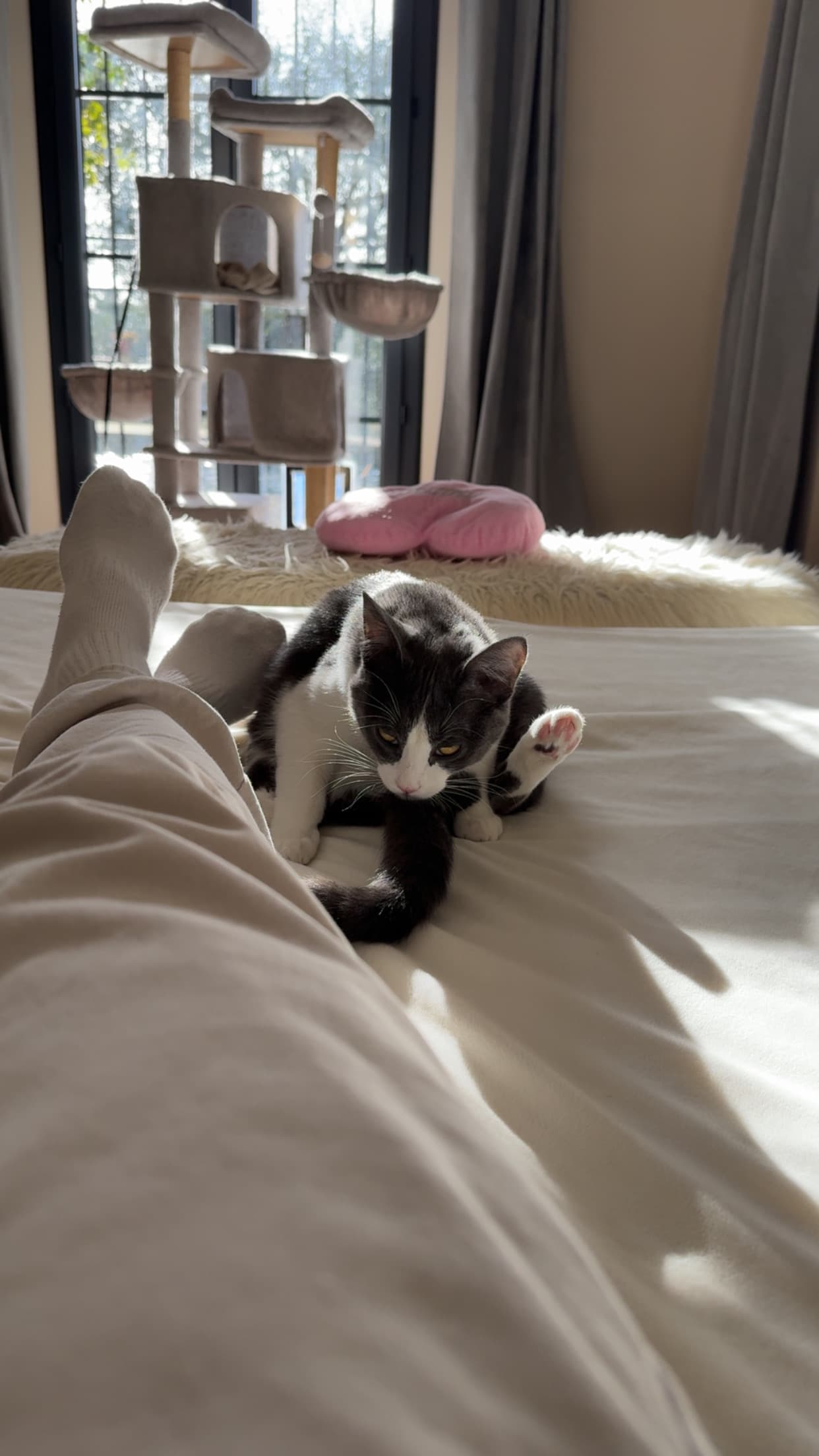 Photo de nos compagnons