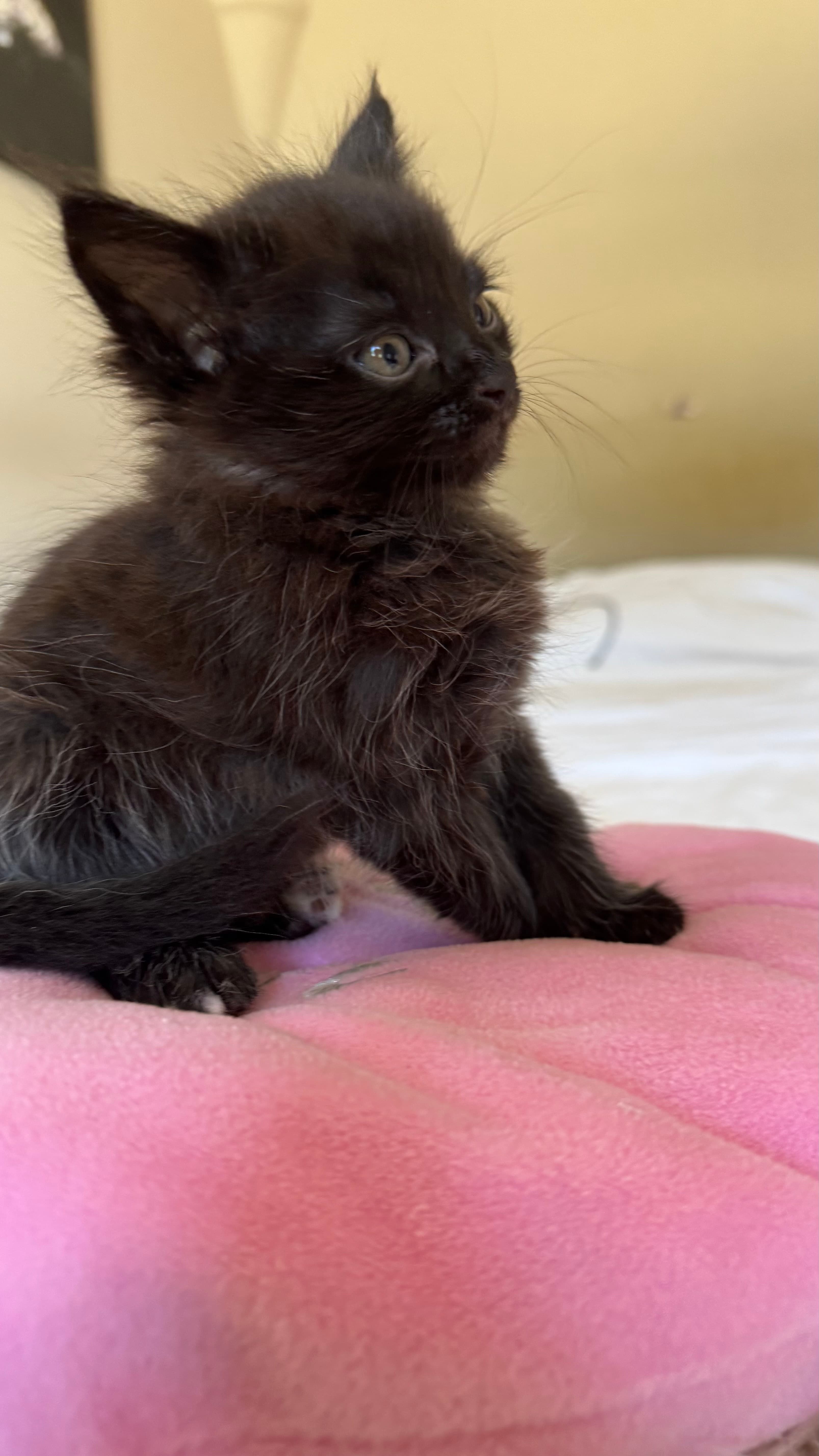 Photo de nos compagnons