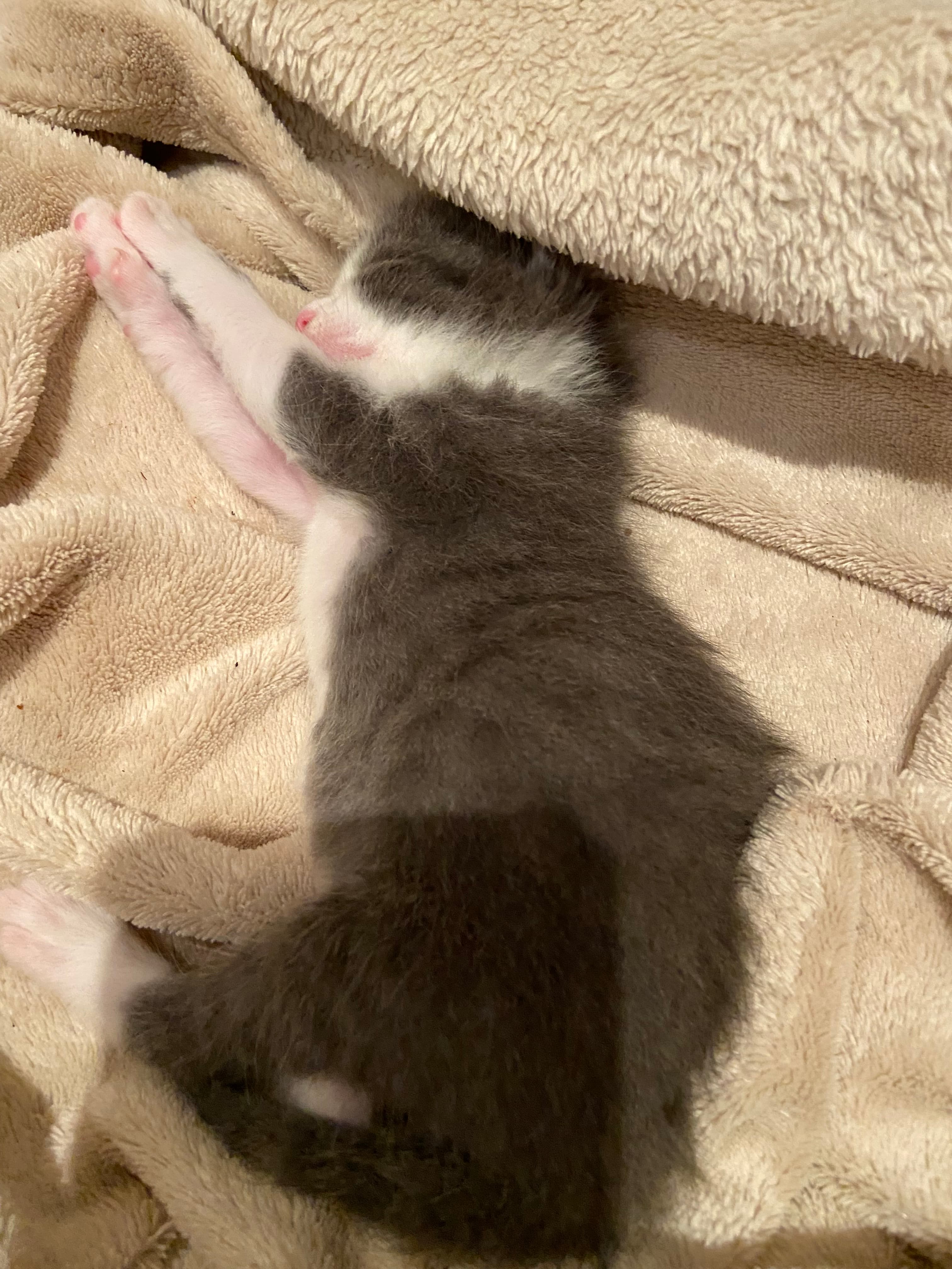 Photo de nos compagnons