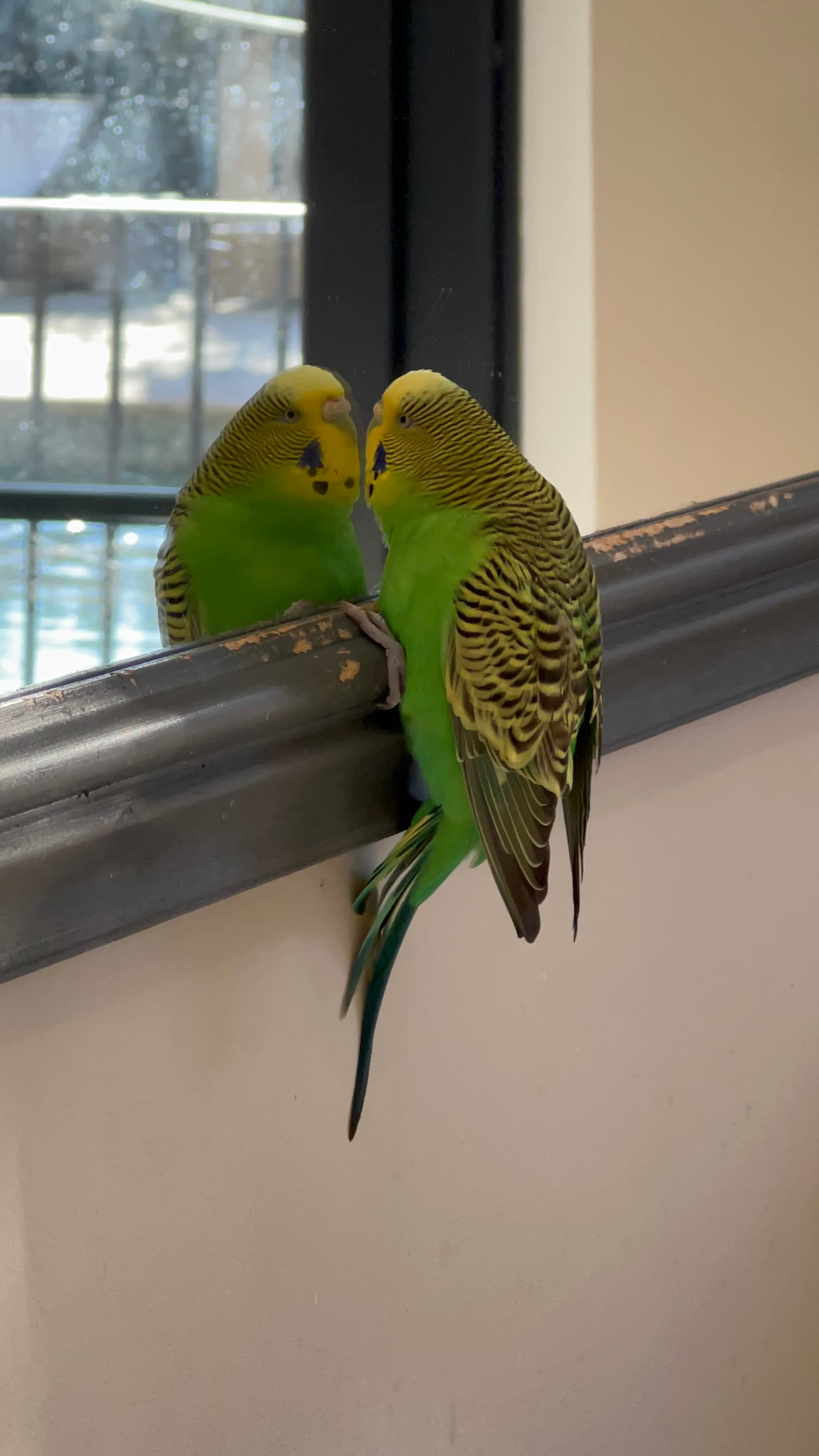 Photo de nos compagnons