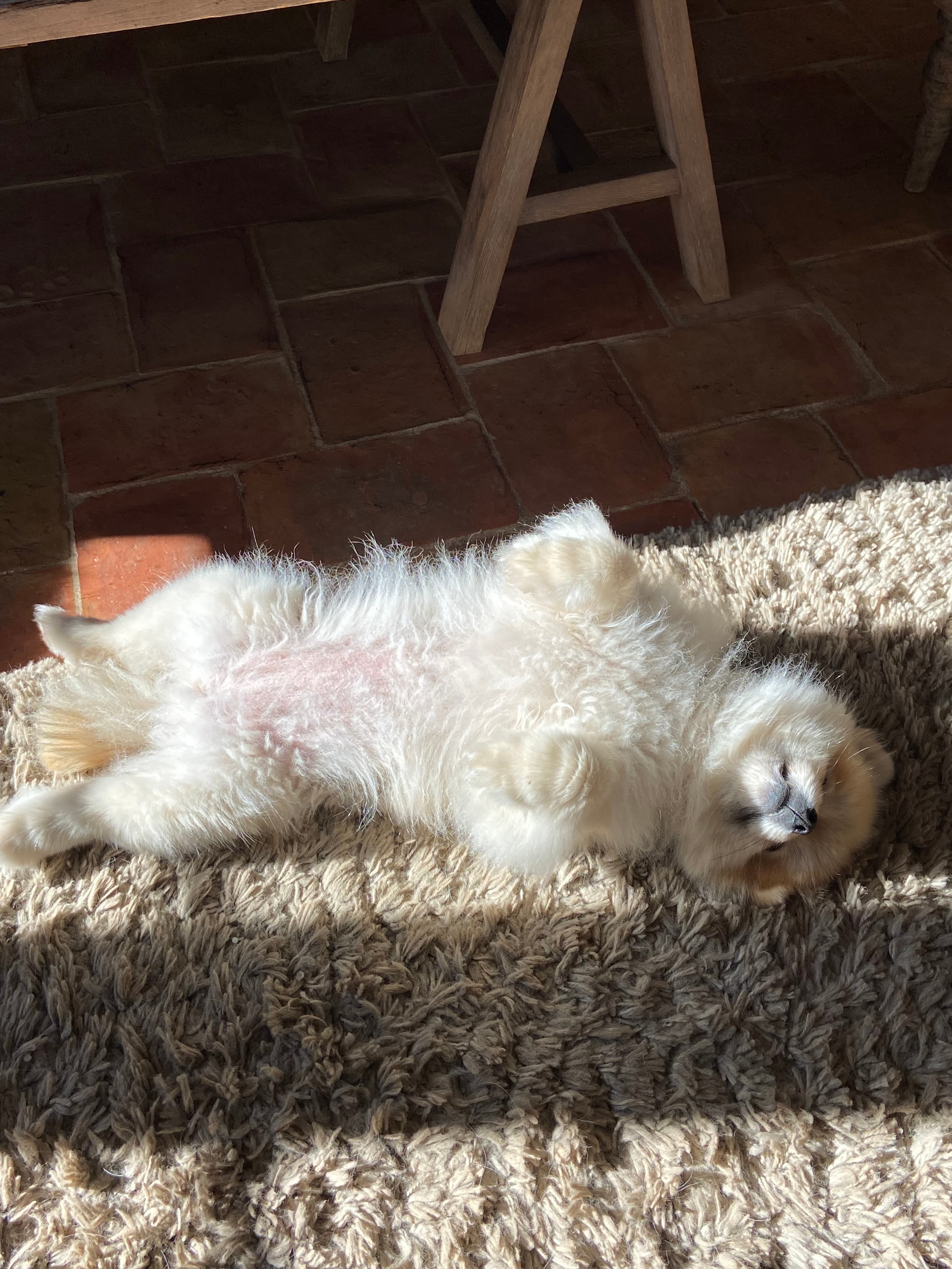 Photo de nos compagnons