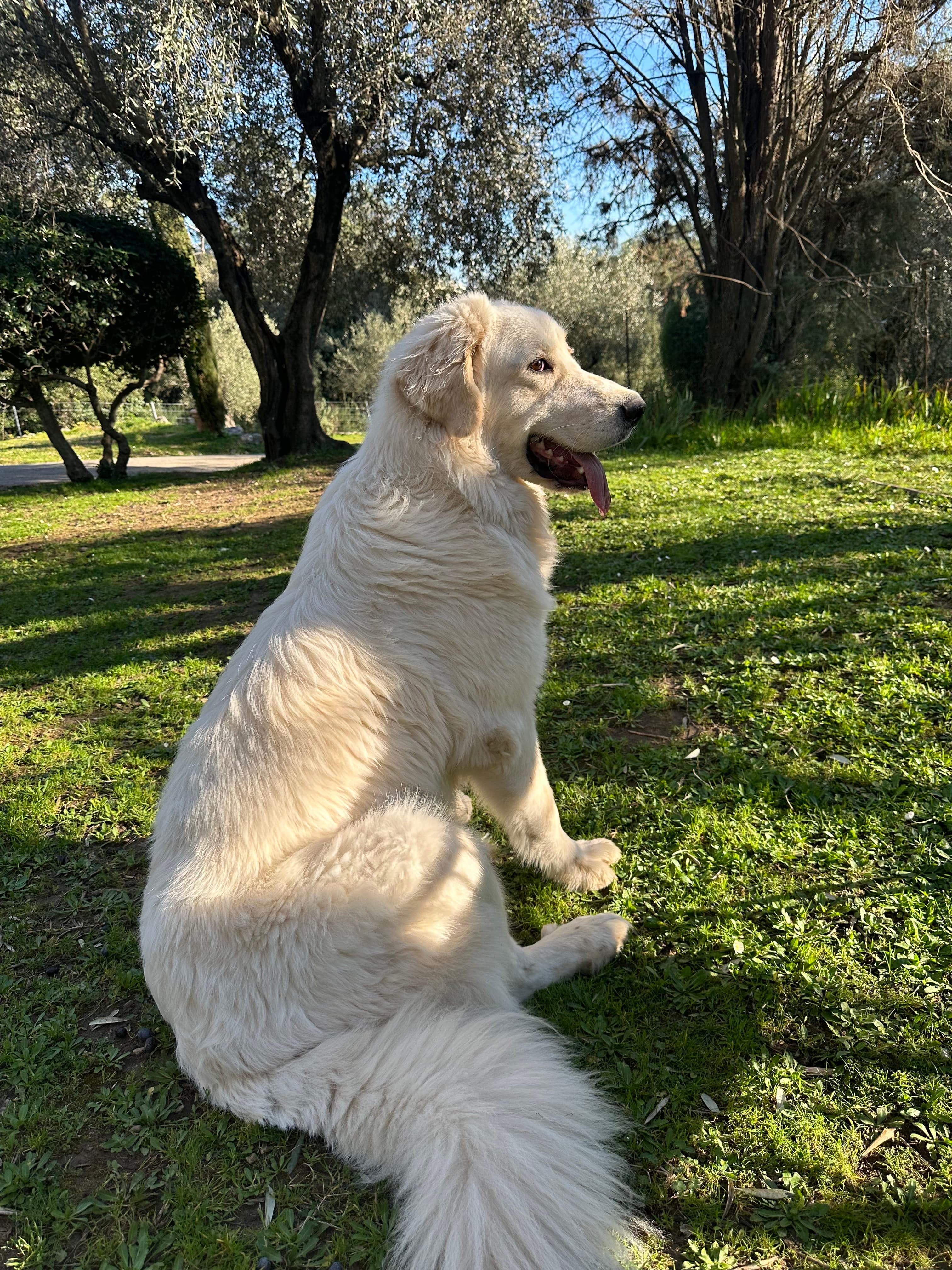 Photo de nos compagnons