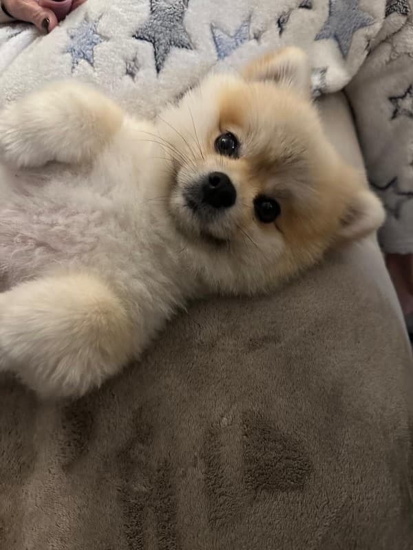 Photo de nos compagnons