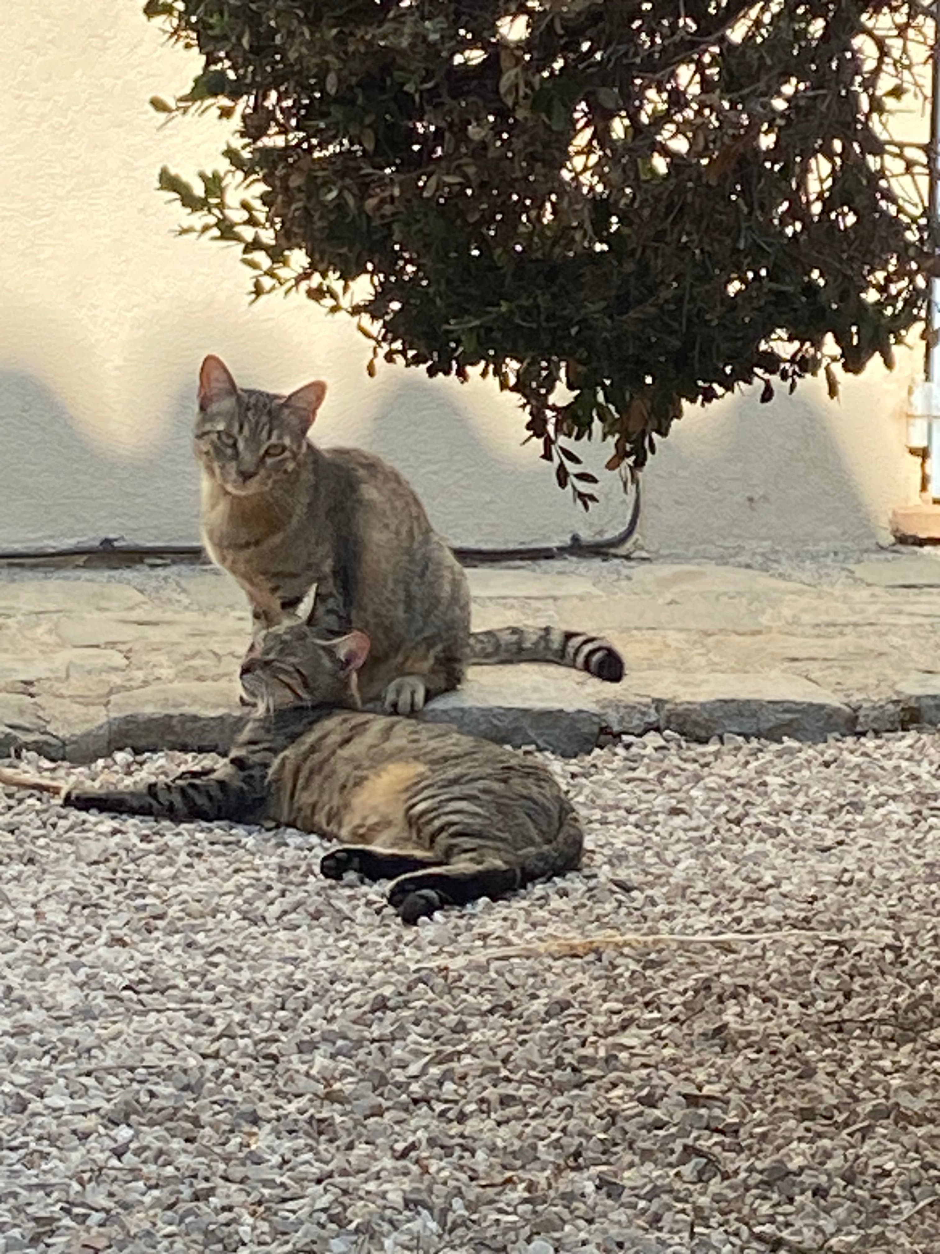 Photo de nos compagnons