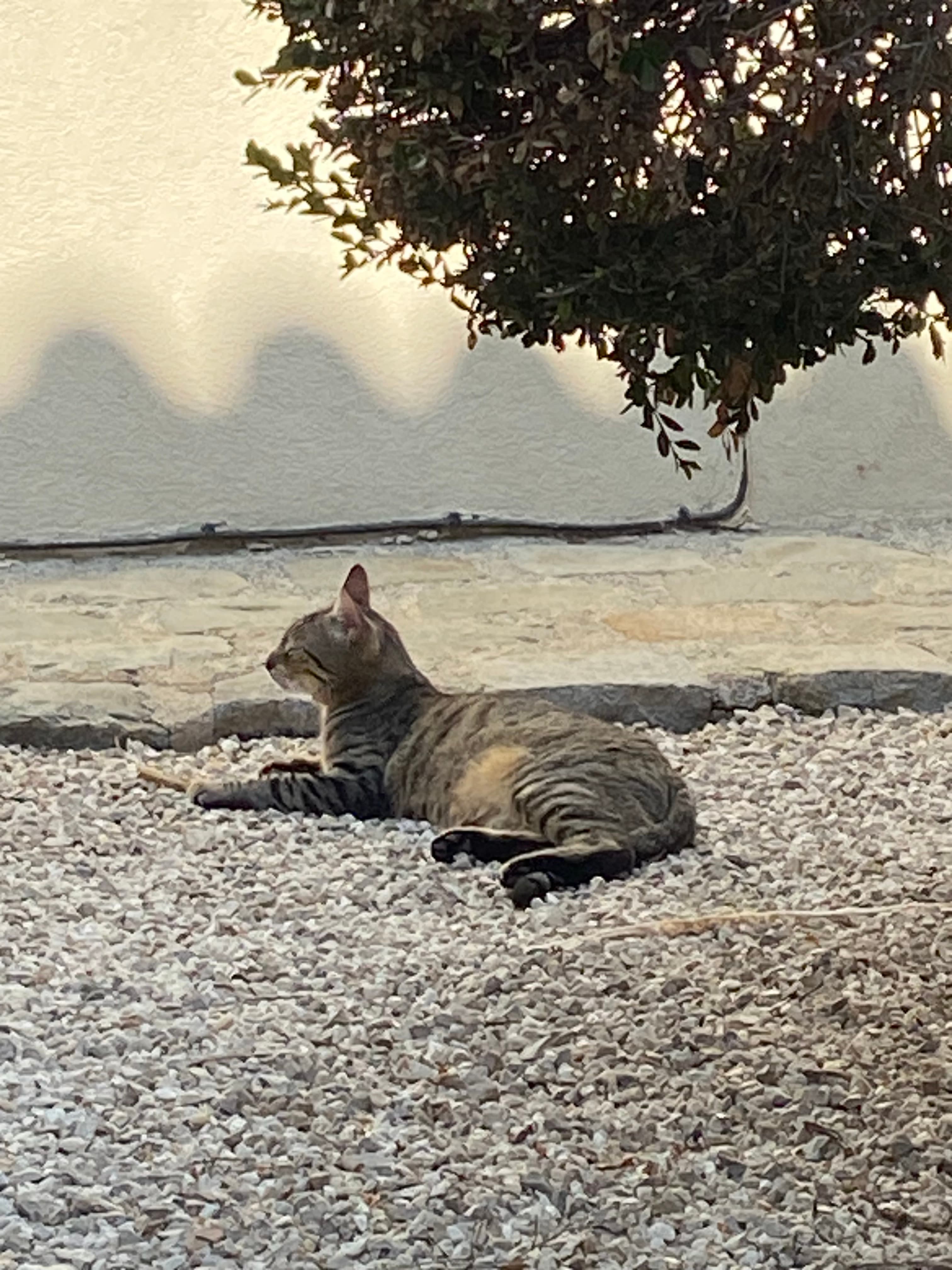 Photo de nos compagnons