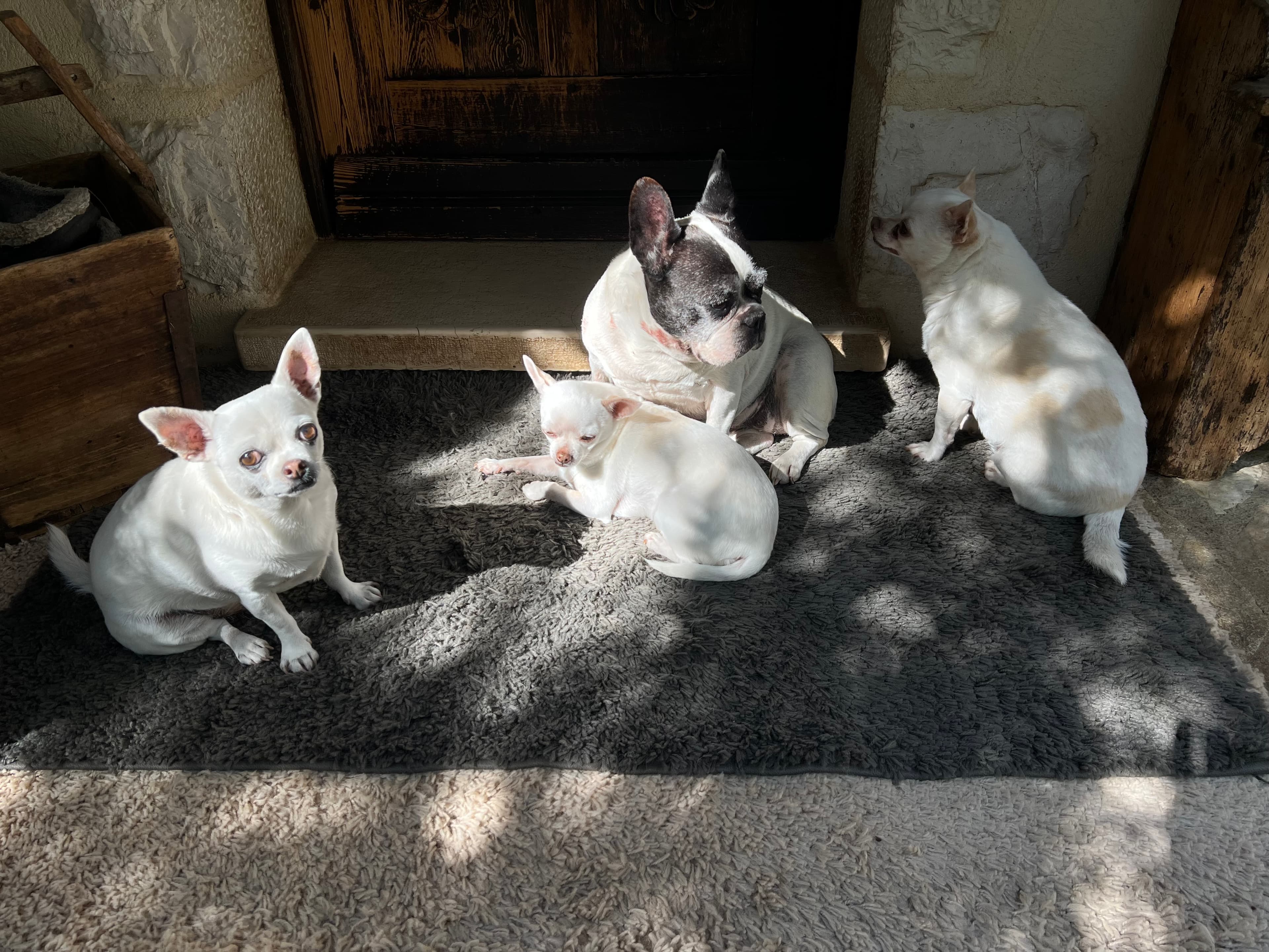 Photo de nos compagnons