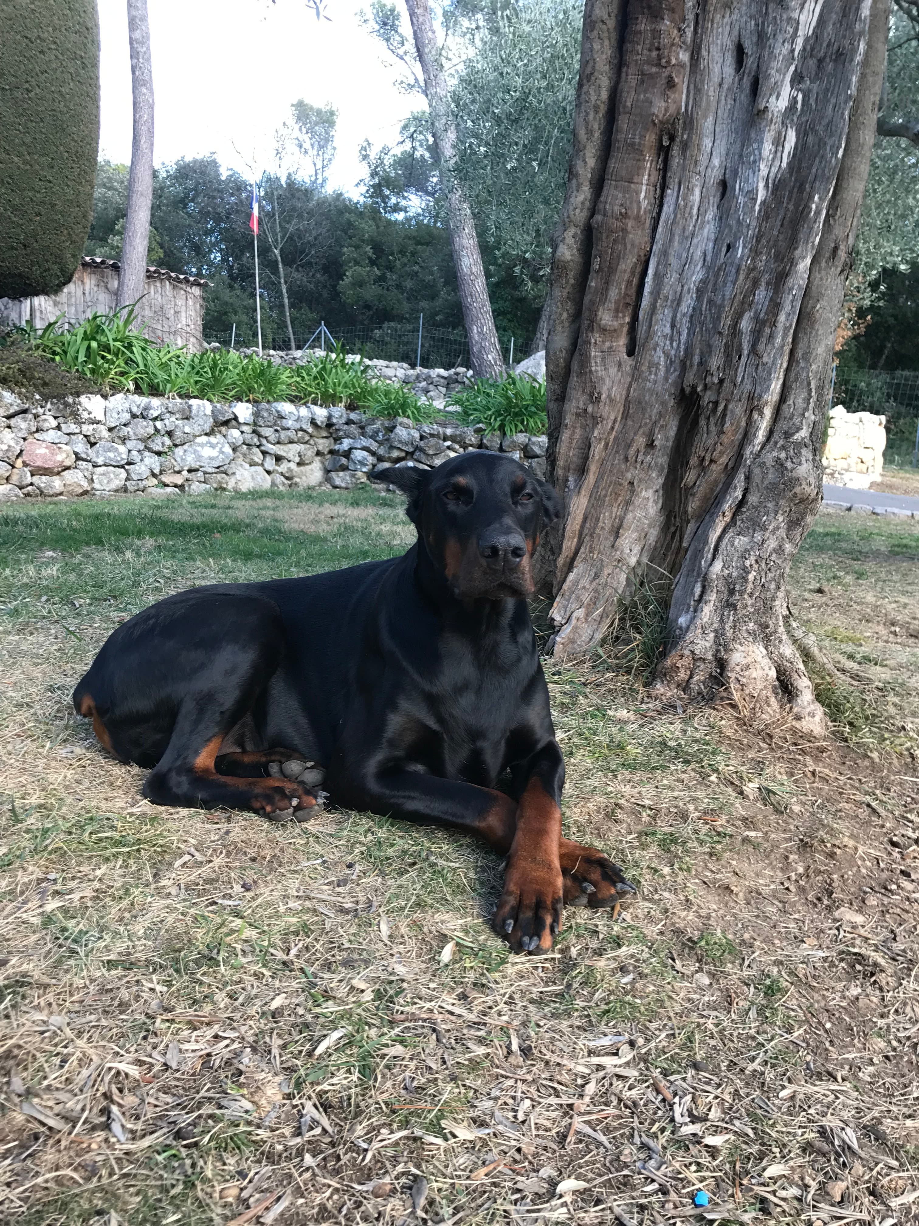 Photo de nos compagnons