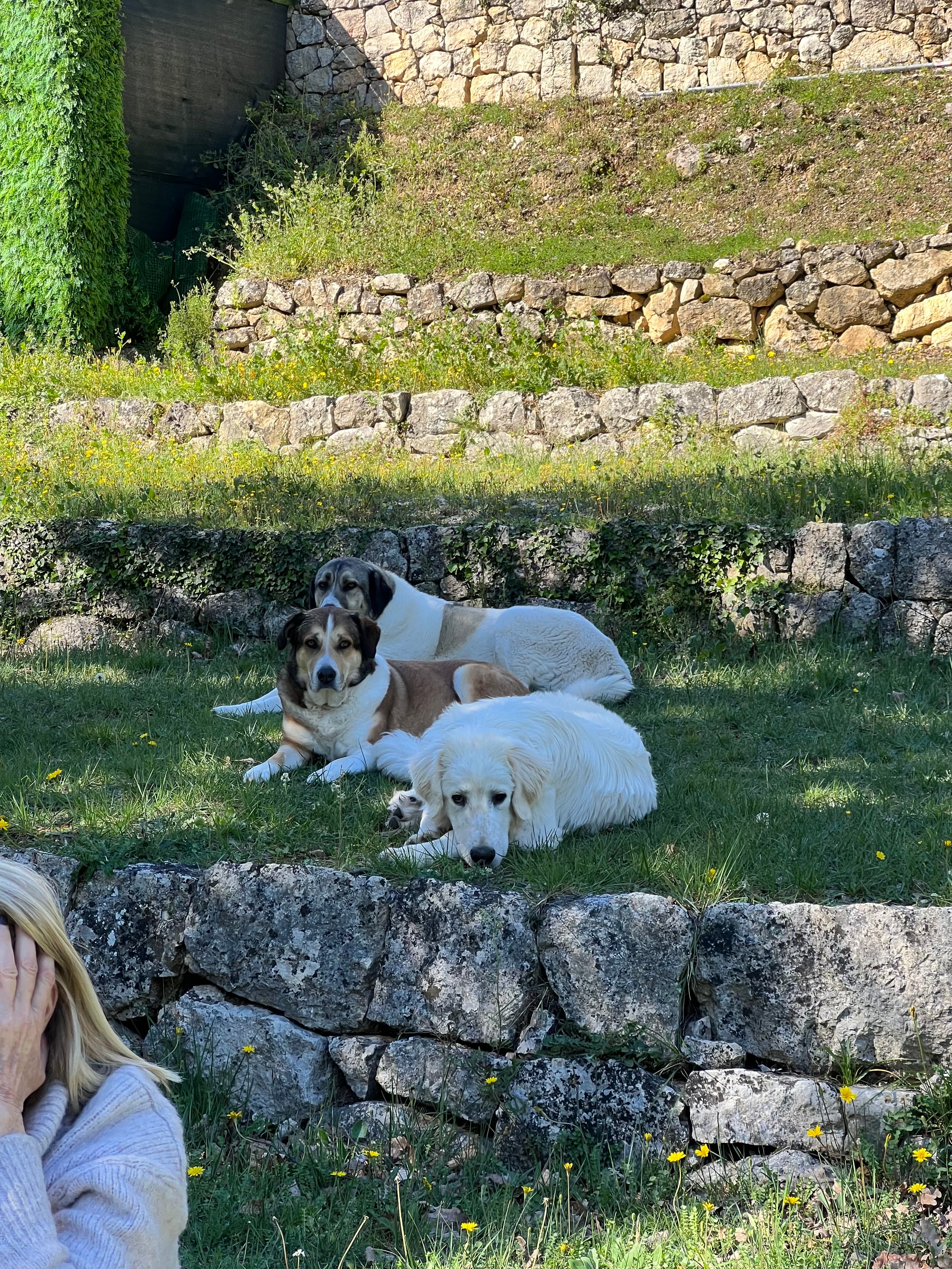 Photo de nos compagnons