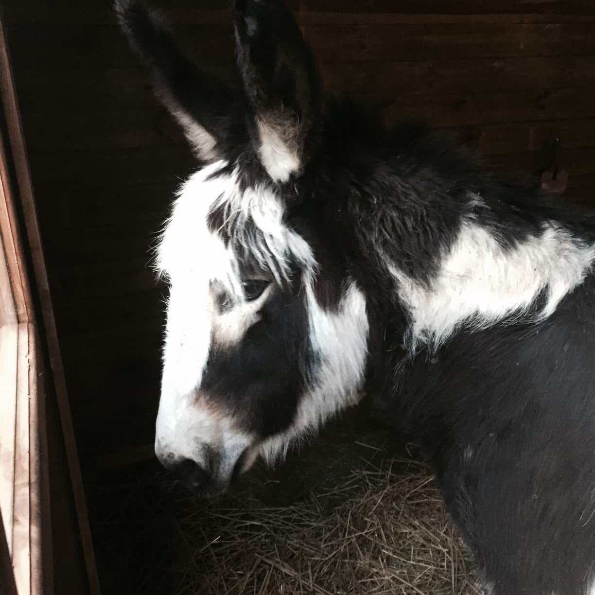 Photo de nos compagnons