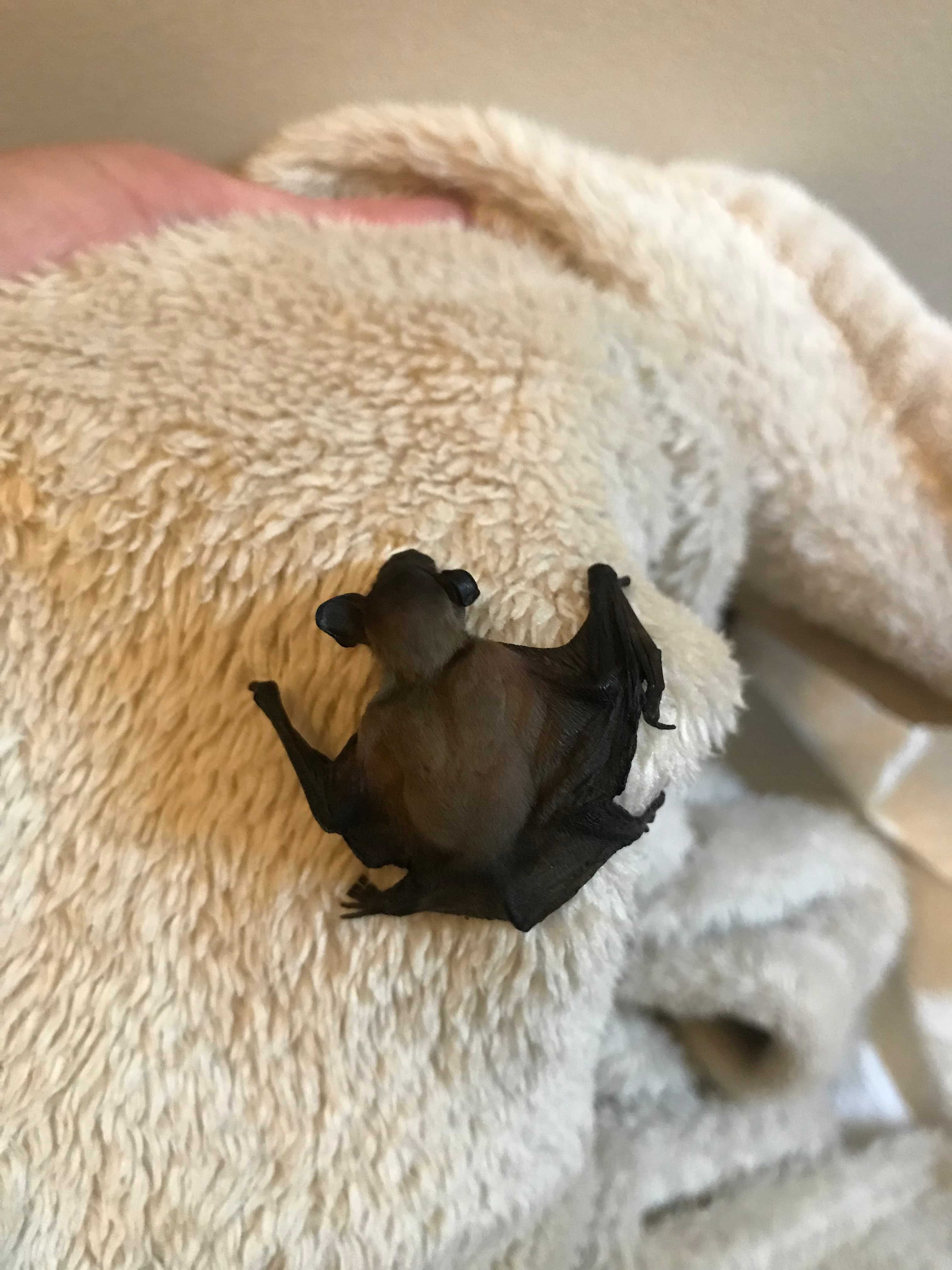 Photo de nos compagnons