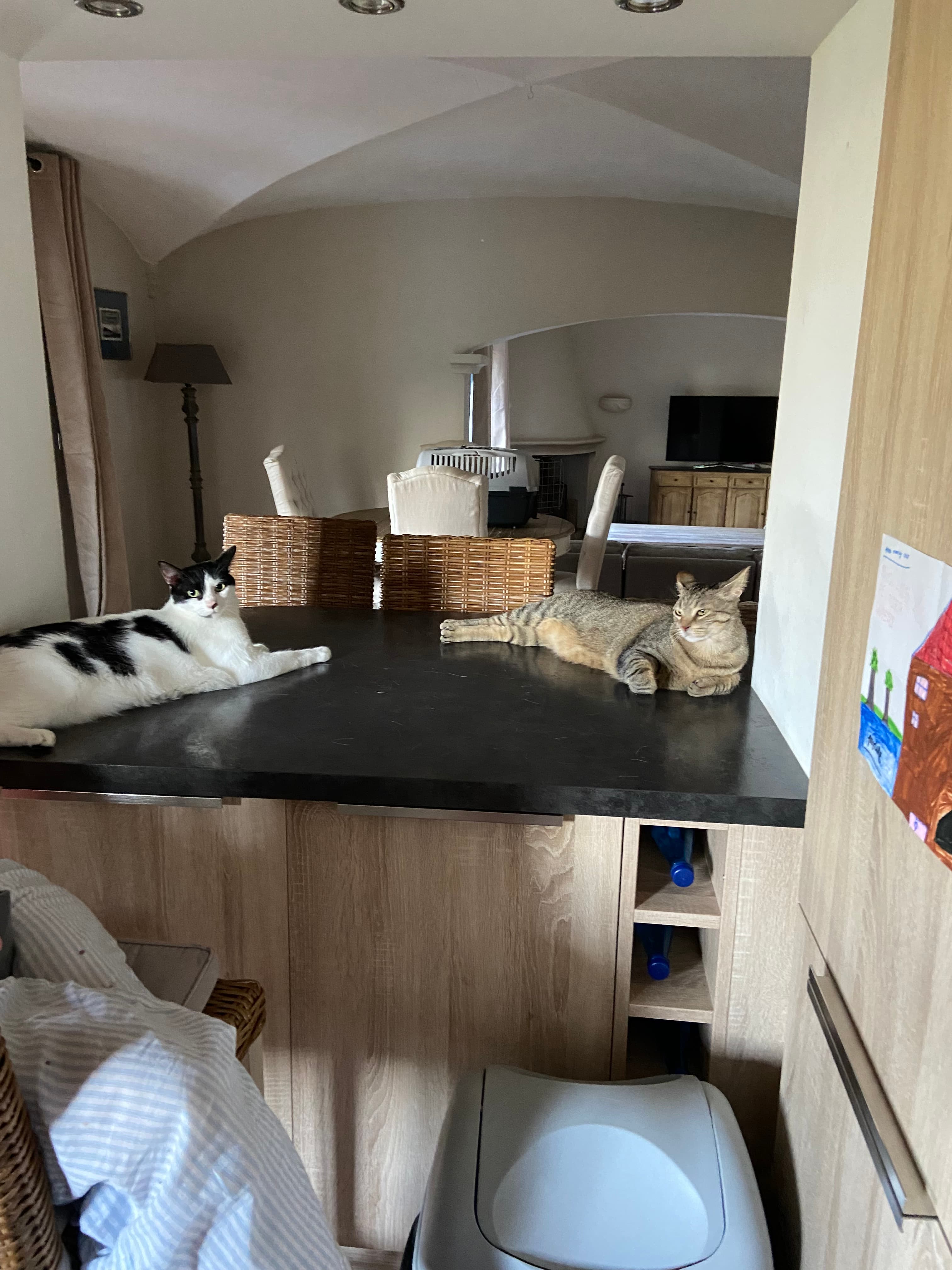 Photo de nos compagnons