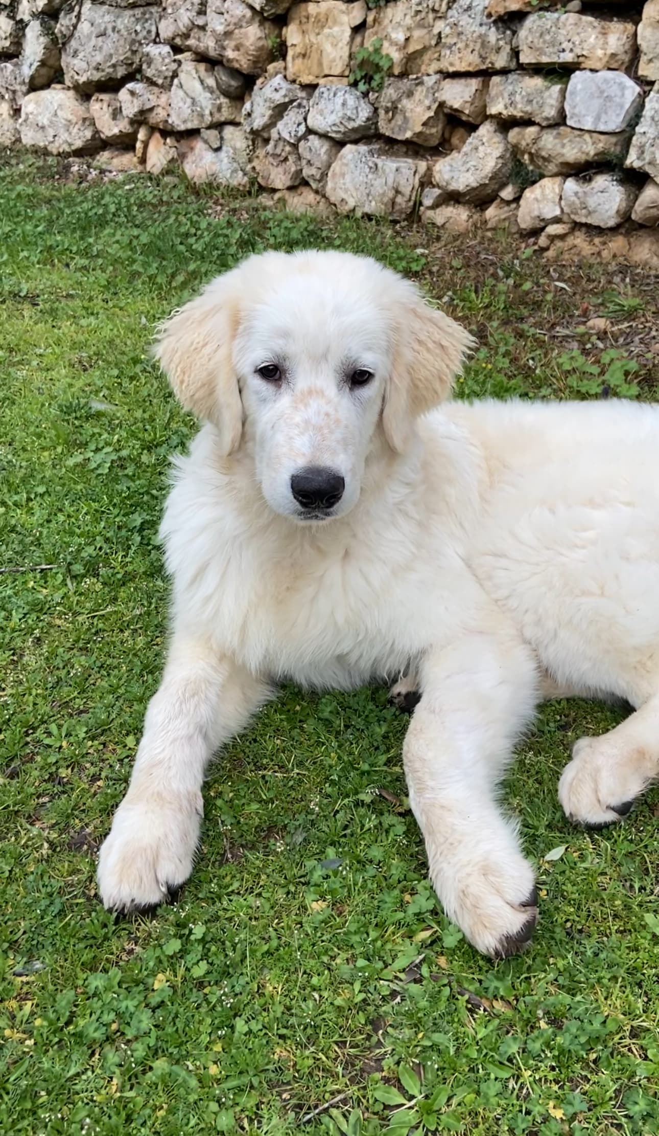 Photo de nos compagnons